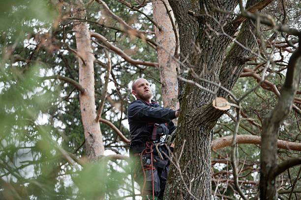 Tree and Shrub Care in Eastwood, LA