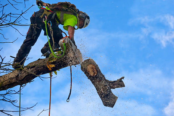 Best Leaf Removal  in Eastwood, LA