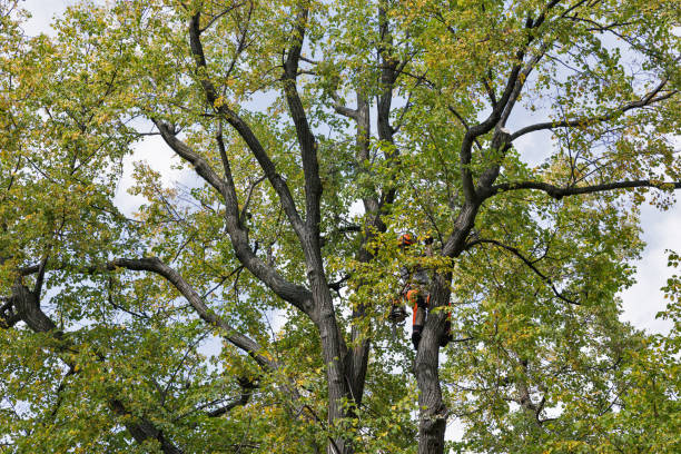 How Our Tree Care Process Works  in  Eastwood, LA